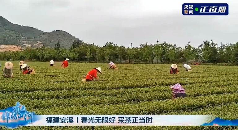 有关于一周茶事 ： 福建多地乌龙茶开采；全国茶叶标准样品工作组成立的资讯(7)
