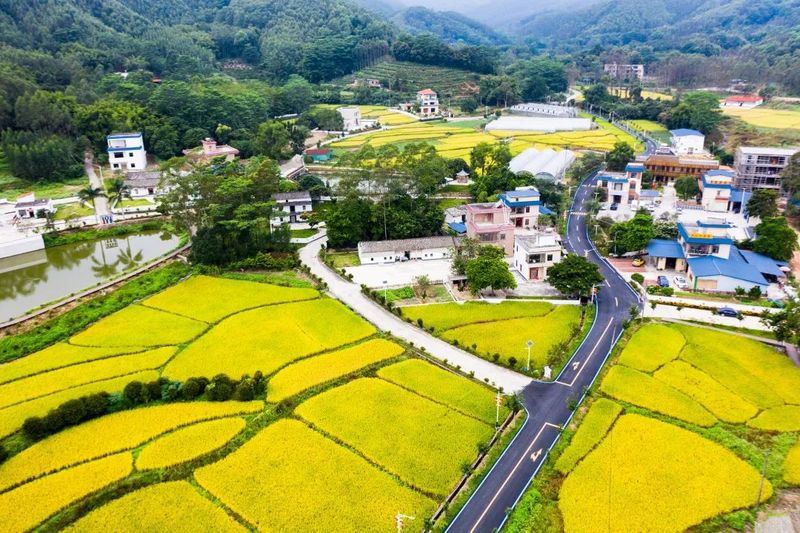 关于“大湾区的中国好茶—柏塘山茶”品牌云发布会暨柏塘乡村振兴项目云推介会的资讯(3)