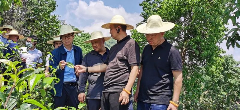 关于云南省人民政府参事张祖林到普洱、临沧等地考察调研普洱茶产业的消息(8)