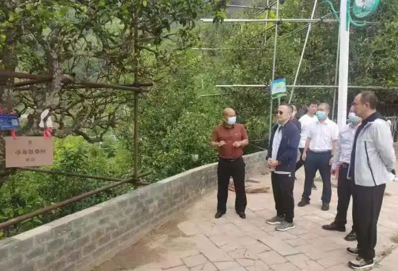 关于云南省人民政府参事张祖林到普洱、临沧等地考察调研普洱茶产业的消息(6)