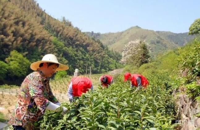 有关于安徽:防疫生产“两不误” 春茶产销有“出路”的内容