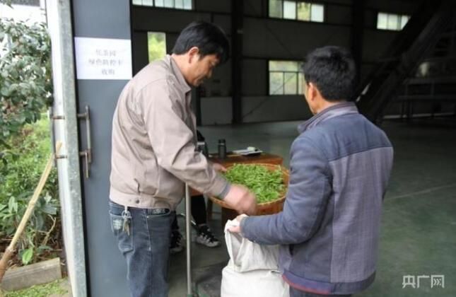 有关于安徽:防疫生产“两不误” 春茶产销有“出路”的内容(1)