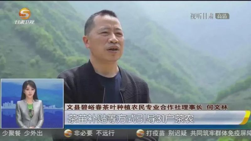 有关于文县：茶产业提质增效 助力乡村振兴的相关信息(4)