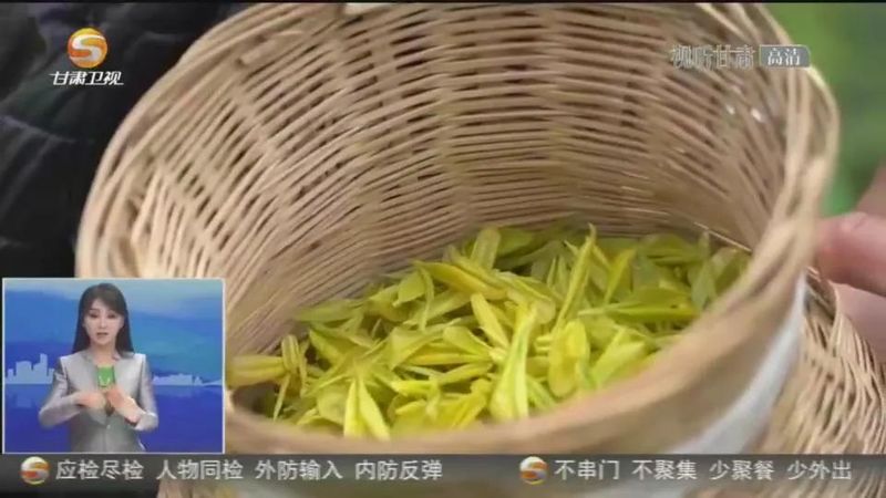 有关于文县：茶产业提质增效 助力乡村振兴的相关信息(1)