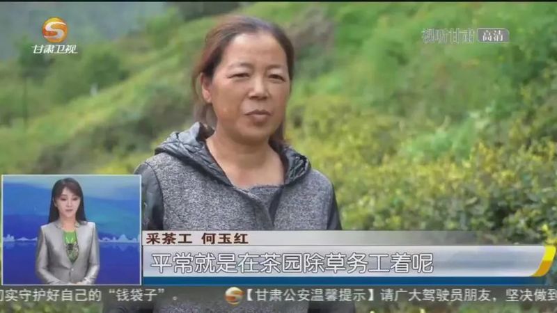 有关于文县：茶产业提质增效 助力乡村振兴的相关信息