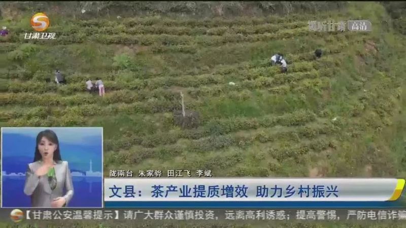 有关于文县：茶产业提质增效 助力乡村振兴的相关信息(3)