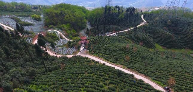 有关于昭通大关县：人才引领茶山变“金山”的消息