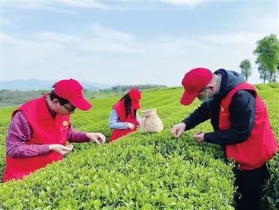 有关于农村信息报：一杯翠茗茶 谱写共富曲——上虞“三茶”统筹高质量推进茶产业融合提质的内容