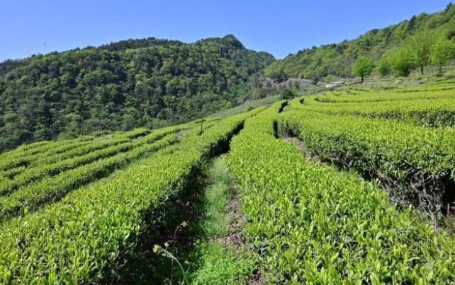 关于“用工荒”通江大力推广春茶机采技术的信息(2)