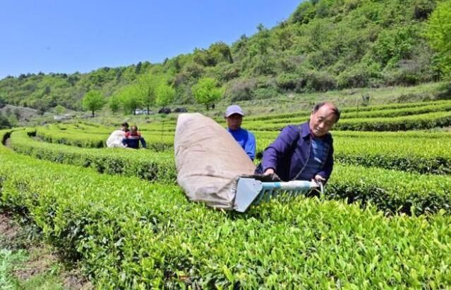 关于“用工荒”通江大力推广春茶机采技术的信息(1)