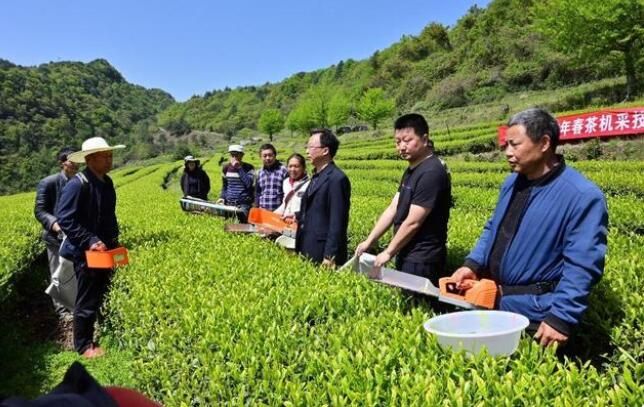 关于“用工荒”通江大力推广春茶机采技术的信息