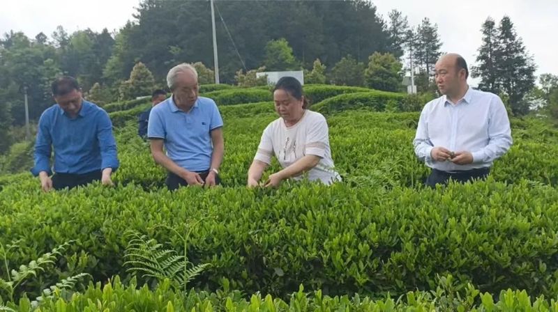 关于胡继承一行到石阡县、岑巩县调研茶产业发展工作的消息(7)