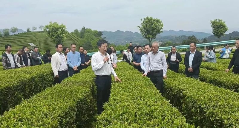 关于胡继承一行到石阡县、岑巩县调研茶产业发展工作的消息(14)