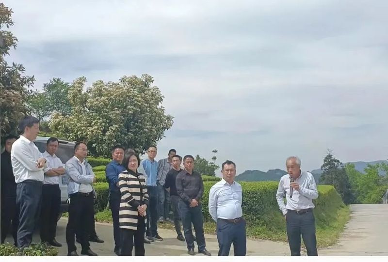 关于胡继承一行到石阡县、岑巩县调研茶产业发展工作的消息
