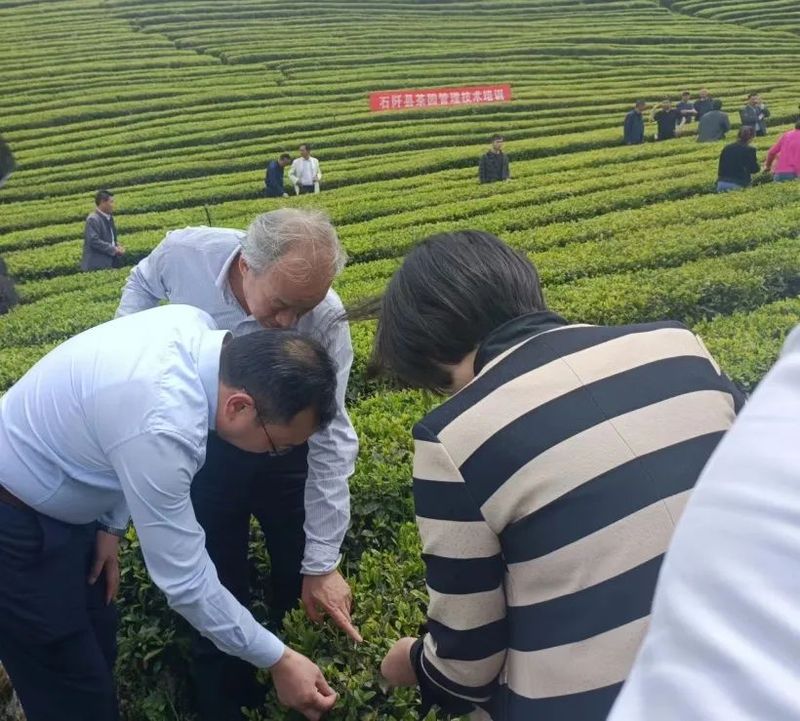 关于胡继承一行到石阡县、岑巩县调研茶产业发展工作的消息(1)