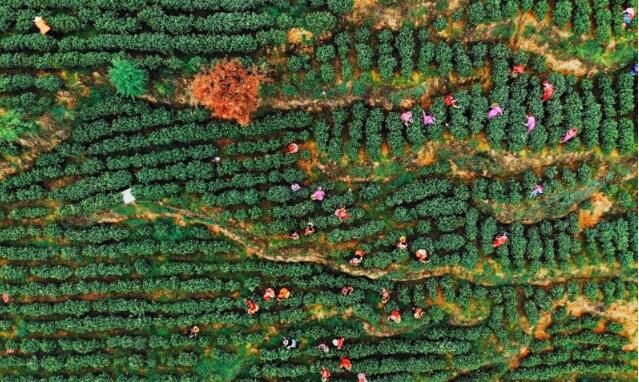 有关于贵州毕节七星关区：发展茶产业 助力乡村振兴发展 的资讯
