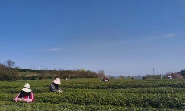 有关于贵州毕节七星关区：发展茶产业 助力乡村振兴发展 的资讯(2)