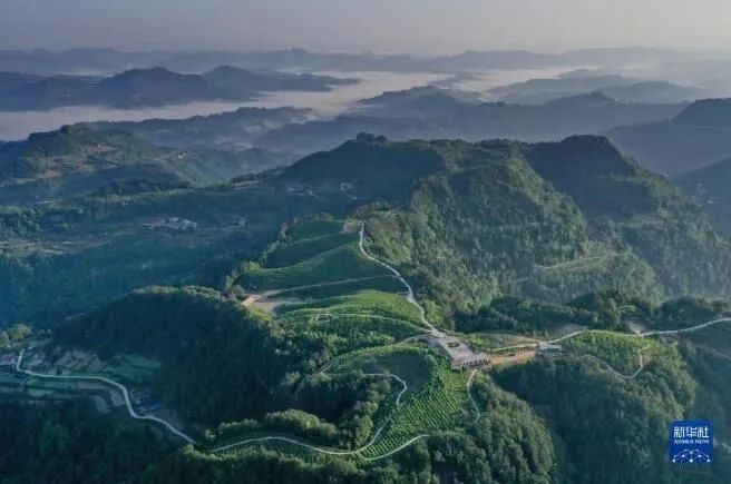 关于四川南充营山：昔日高山撂荒地 今日茶园春色美的最新消息(4)