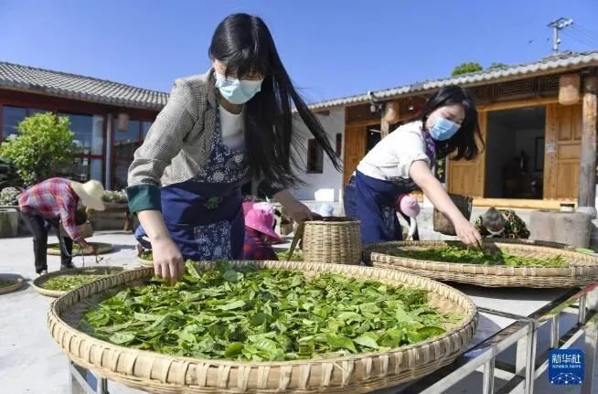 关于四川南充营山：昔日高山撂荒地 今日茶园春色美的最新消息(1)
