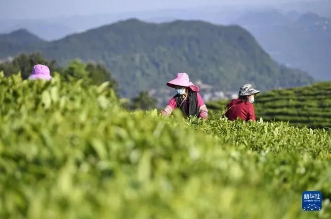 关于四川南充营山：昔日高山撂荒地 今日茶园春色美的最新消息(5)