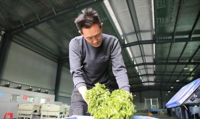 有关于金沙茶产业带动农户实现身份“三变”的最新消息