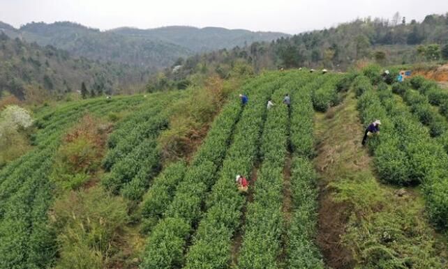 有关于金沙茶产业带动农户实现身份“三变”的最新消息(2)