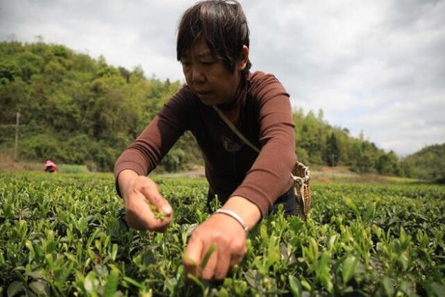 有关于金沙茶产业带动农户实现身份“三变”的最新消息(3)