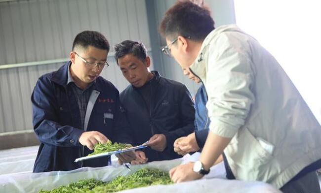 有关于金沙茶产业带动农户实现身份“三变”的最新消息(1)