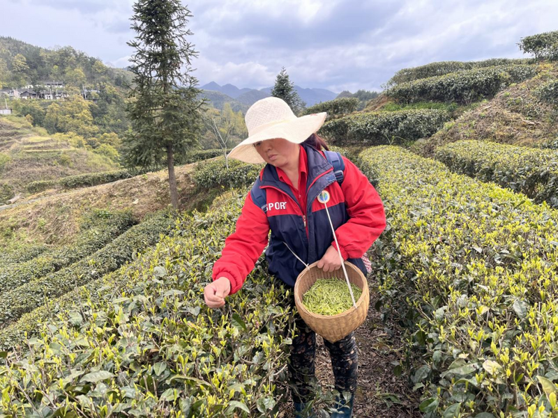 有关于印江紫薇镇：坚持党建引领助推“茶”产业发展的相关内容(2)