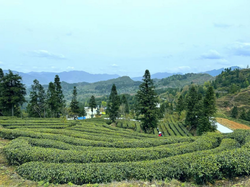 有关于印江紫薇镇：坚持党建引领助推“茶”产业发展的相关内容(1)