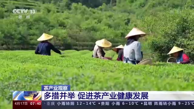 关于央视：多措并举促进茶产业健康发展的内容(3)