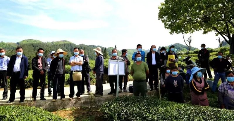 关于茶韵·湄潭,农技人员田间“问诊”,洗马茶农吃上“定心丸”的相关信息(1)