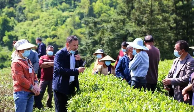 关于茶韵·湄潭,农技人员田间“问诊”,洗马茶农吃上“定心丸”的相关信息(3)