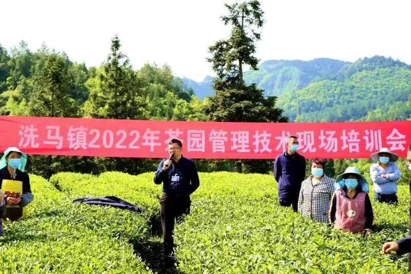 关于茶韵·湄潭,农技人员田间“问诊”,洗马茶农吃上“定心丸”的相关信息(2)