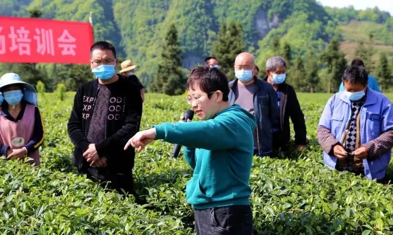 关于茶韵·湄潭,农技人员田间“问诊”,洗马茶农吃上“定心丸”的相关信息