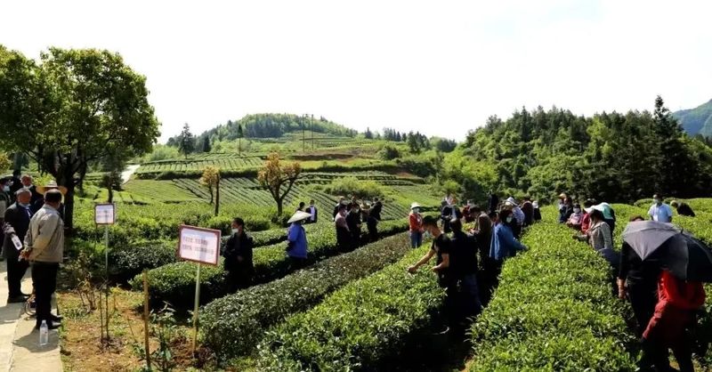 关于茶韵·湄潭,农技人员田间“问诊”,洗马茶农吃上“定心丸”的相关信息(4)