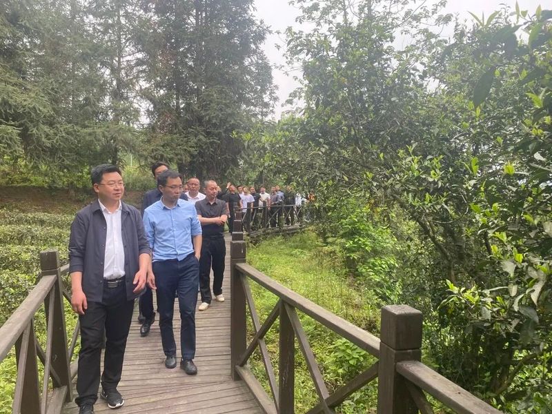 关于中寨镇前往塘坝镇、新景镇实地学习借鉴茶产业发展经验的新闻(2)
