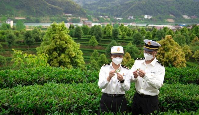 有关于湖南春茶出口来势喜人 一季度出口茶叶1.13万吨的相关信息