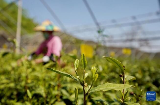 关于河北省：桐花村东篱茶园采茶制茶忙的消息(5)