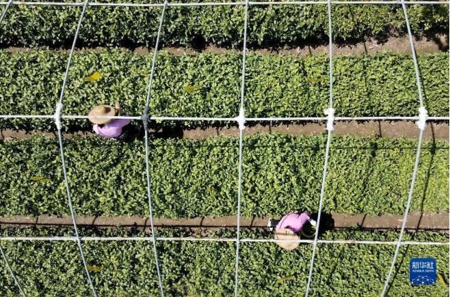 关于河北省：桐花村东篱茶园采茶制茶忙的消息(7)