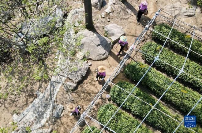关于河北省：桐花村东篱茶园采茶制茶忙的消息(9)