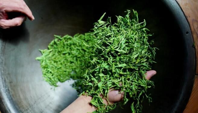 关于河北省：桐花村东篱茶园采茶制茶忙的消息
