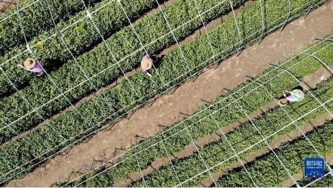 关于河北省：桐花村东篱茶园采茶制茶忙的消息(8)