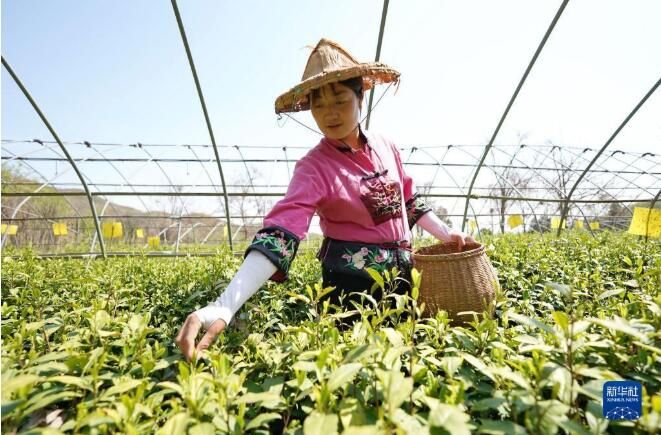 关于河北省：桐花村东篱茶园采茶制茶忙的消息(6)