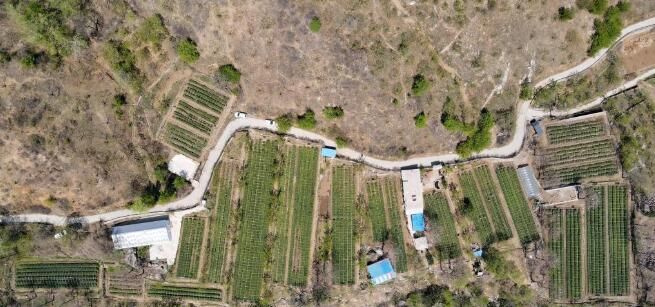 关于河北省：桐花村东篱茶园采茶制茶忙的消息(3)
