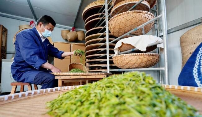 关于河北省：桐花村东篱茶园采茶制茶忙的消息(1)