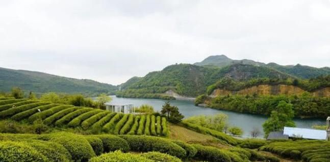 有关于都匀毛尖开采季：坪阳村“茶旅融合”走出乡村振兴好路子的相关内容