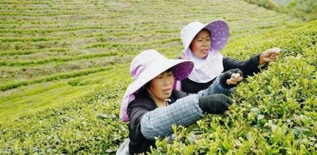 有关于都匀毛尖开采季：坪阳村“茶旅融合”走出乡村振兴好路子的相关内容(1)