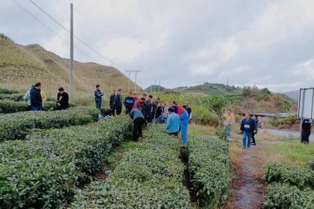 有关于都匀毛尖开采季：坪阳村“茶旅融合”走出乡村振兴好路子的相关内容(3)