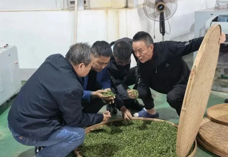 有关于一片茶叶的“香味密码”的相关信息(3)